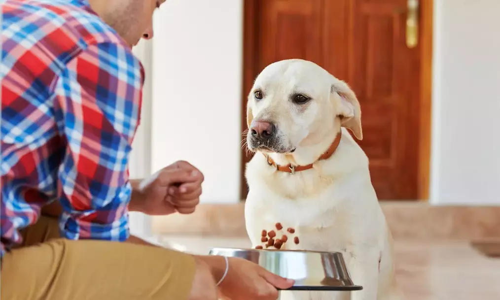 Master Pet Nutrition, First Aid, or Care of Senior Pet Courses Online