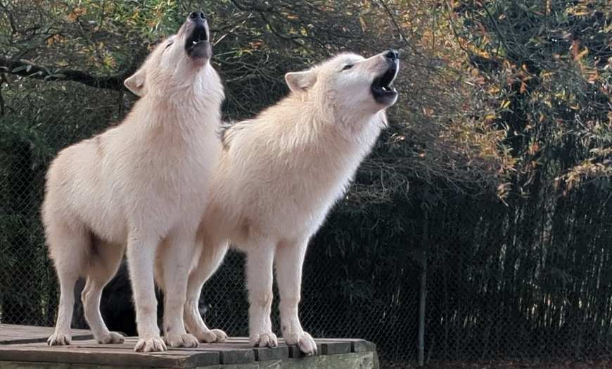 Image 6: Up to 42% Off Wildlife Adventure Tours at Animal Park