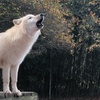 Image 6: Up to 42% Off Wildlife Adventure Tours at Animal Park