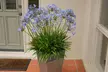 One, Two or Three Agapanthus Potted Plant Collections 9cm - Image 3