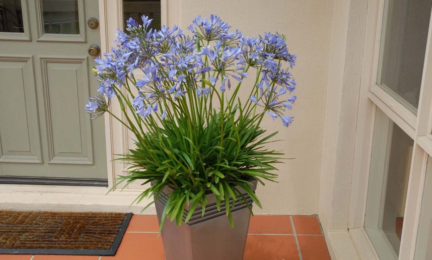 Image 3: One, Two or Three Agapanthus Potted Plant Collections 9cm