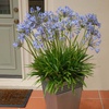 Image 3: One, Two or Three Agapanthus Potted Plant Collections 9cm