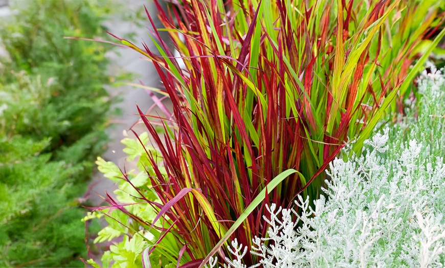 Image 4: Lote de 4 u 8 plantas de hierba de sangre japonesa de Gardenzo