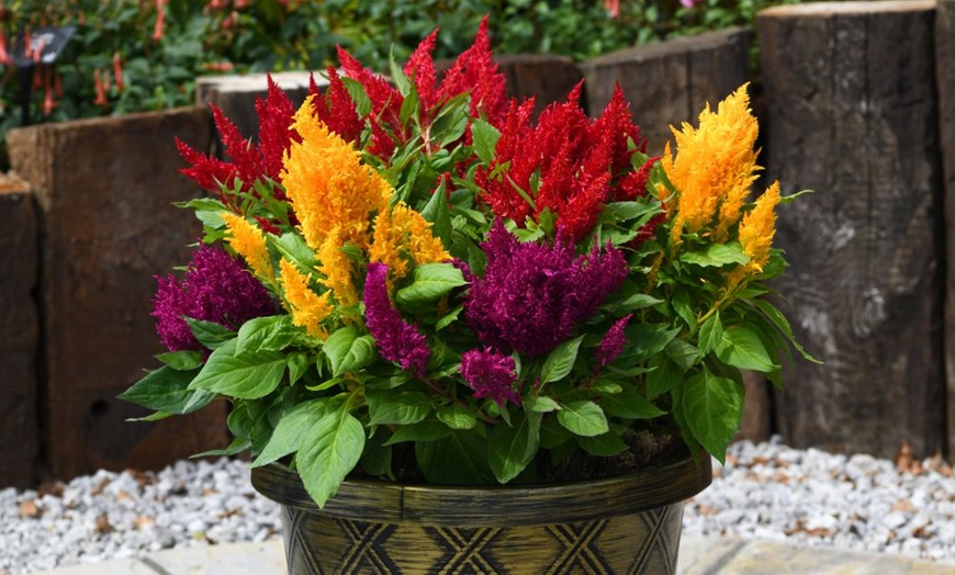 Image 2: Celosia 'First Flame Mix' - 24 or 48 Plants