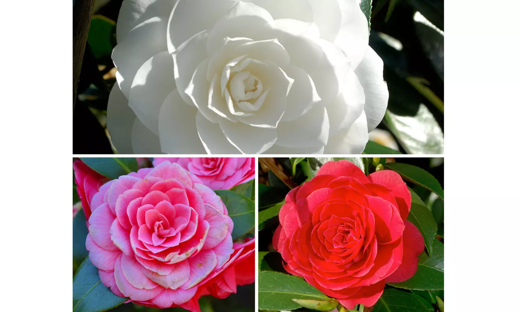 1 oder 2 japanische Rosen-Sträucher "Camellia japonica" XL