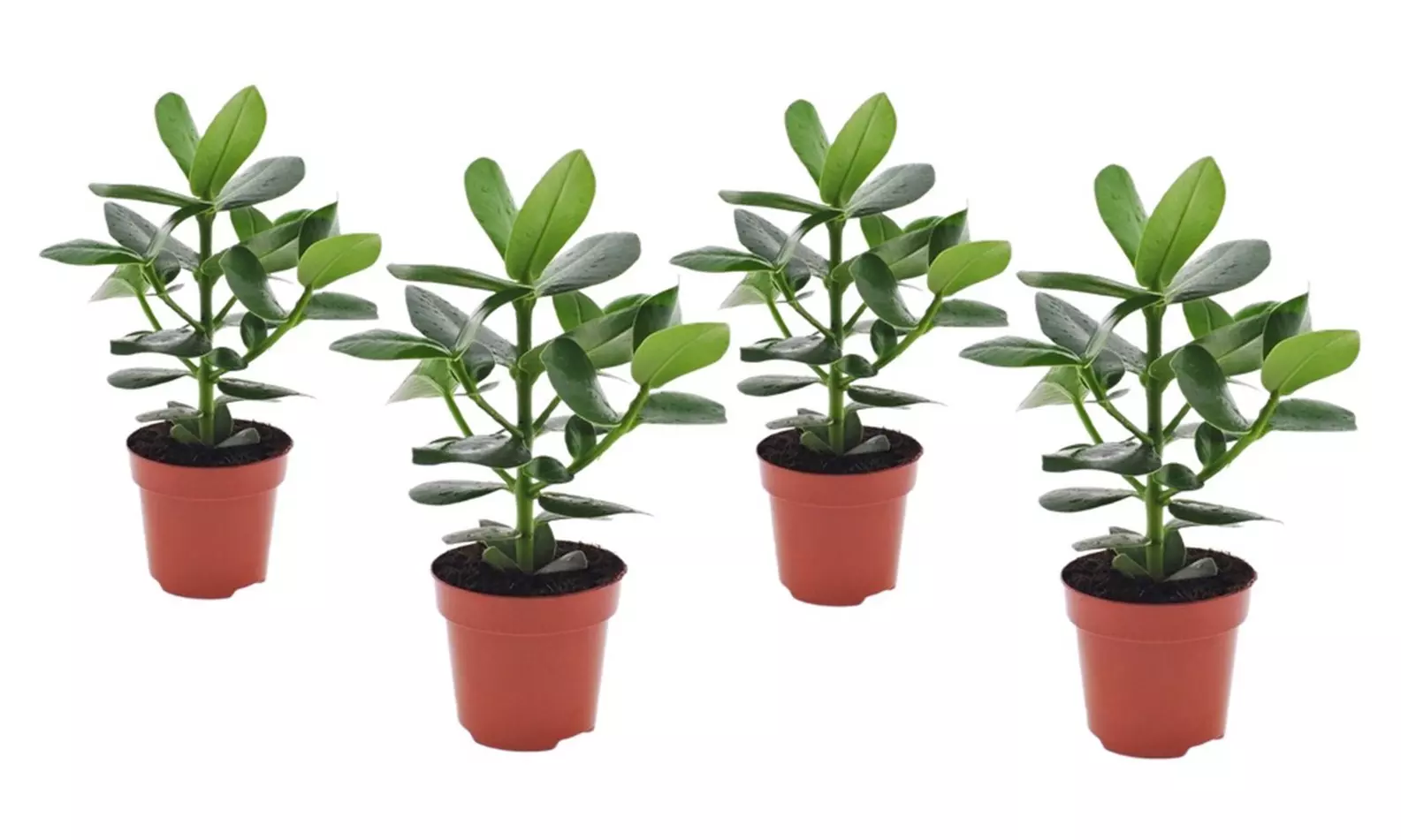 Lot de 2 ou 4 plantes Clusia rosea 'Princess' - Image 7