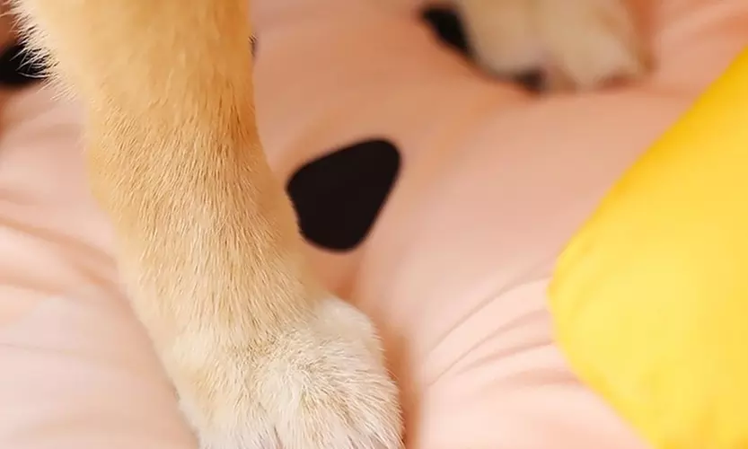 Breathable Slide and Scratch-Resistant Cooling Mat for Cat or Dog