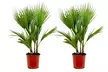 1 of 2 Mexicaanse waaierpalm in kweekpot - Image 7