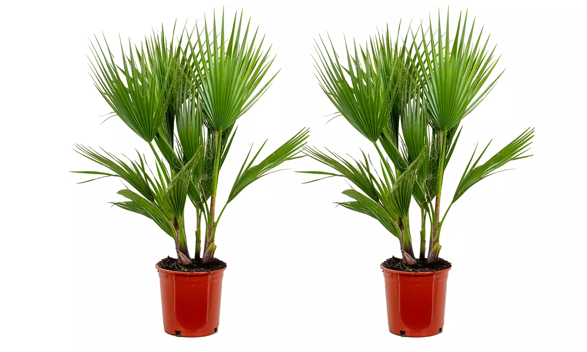 1 of 2 Mexicaanse waaierpalm in kweekpot