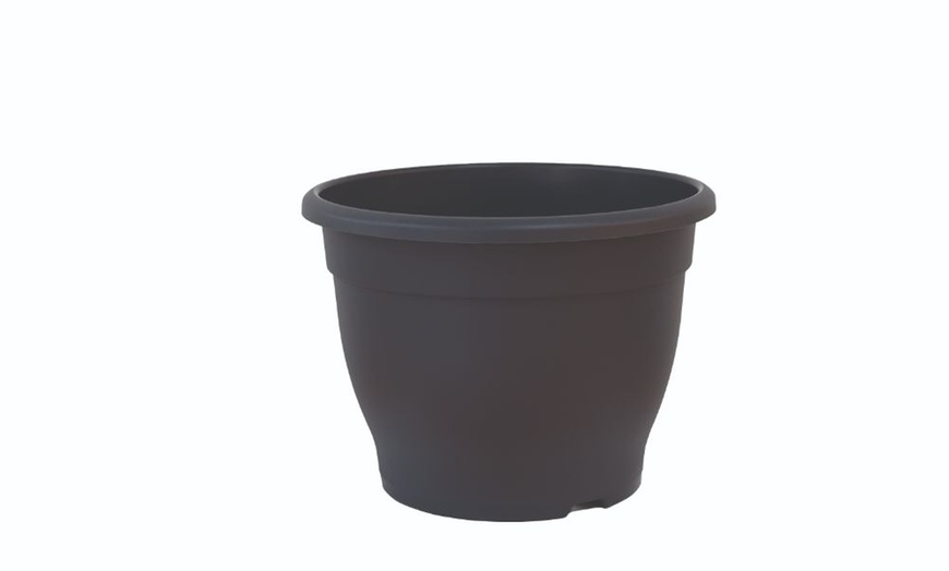 Image 2: Salix Flamingo Standard Tree with Optional Patio Pots