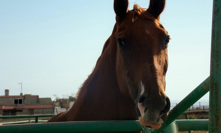 Image 3: Paseo a caballo para 2 