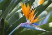 Exotic Bird of Paradise Plants + Optional Grey Patio Planter - Image 4