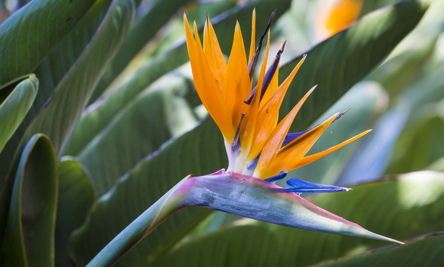 Image 4: Exotic Bird of Paradise Plants + Optional Grey Patio Planter
