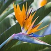 Image 4: Exotic Bird of Paradise Plants + Optional Grey Patio Planter