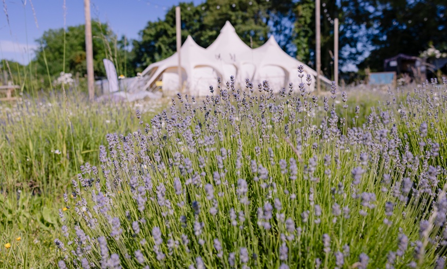 Image 16: Discover Beautiful Lavender Fields & Afternoon Tea at Finchingfield Camping with Up to 33% Off!