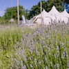 Image 16: Discover Beautiful Lavender Fields & Afternoon Tea at Finchingfield Camping with Up to 33% Off!