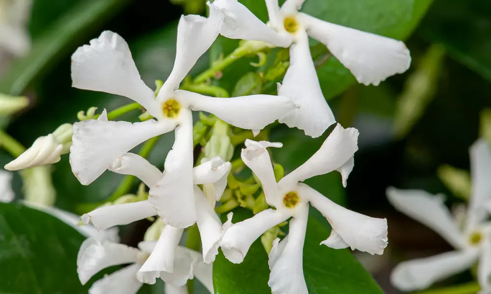 Set de 3 o 6 plantas de jazmín toscano, listas para plantar