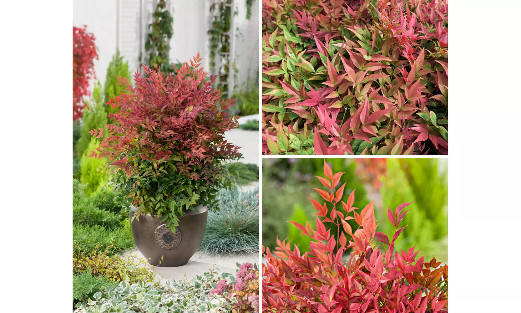 1 ou 2 plants de Nandina Domestica Obsessed (Bambou céleste), 30-40 cm - Primary Image