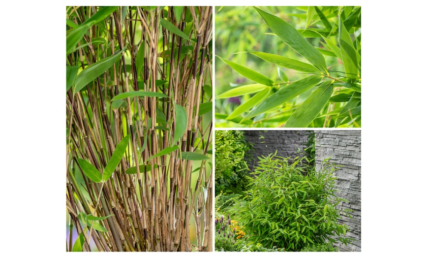 Image 7: Plant de bambou Fargesia non prolifère 
