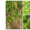 Image 7: Plant de bambou Fargesia non prolifère 