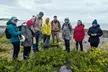Explore Wild Edibles on a Two or Four Person Foraging Tour Howth (Up to 30% Off) - Image 3