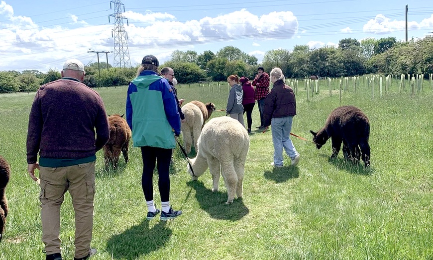 Image 1: Alpaca Walk and Feed for 1 or 2 w/ or w/o Tea and Cake