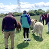 Image 1: Alpaca Walk and Feed for 1 or 2 w/ or w/o Tea and Cake