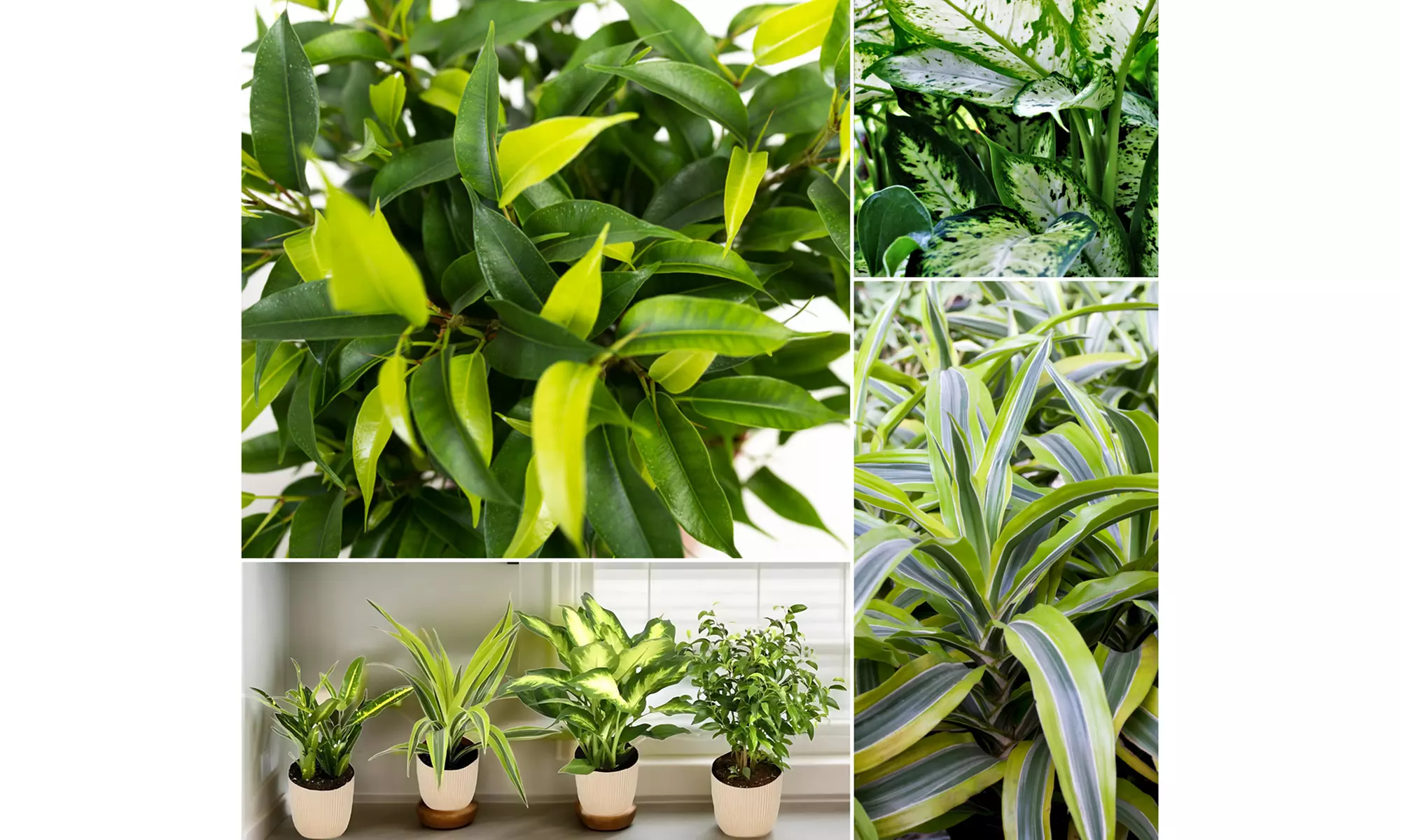 Lot de 4 plantes d'intérieur