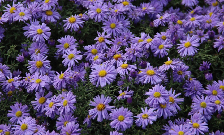 Image 3: Bordure NatureNest 'Yara'