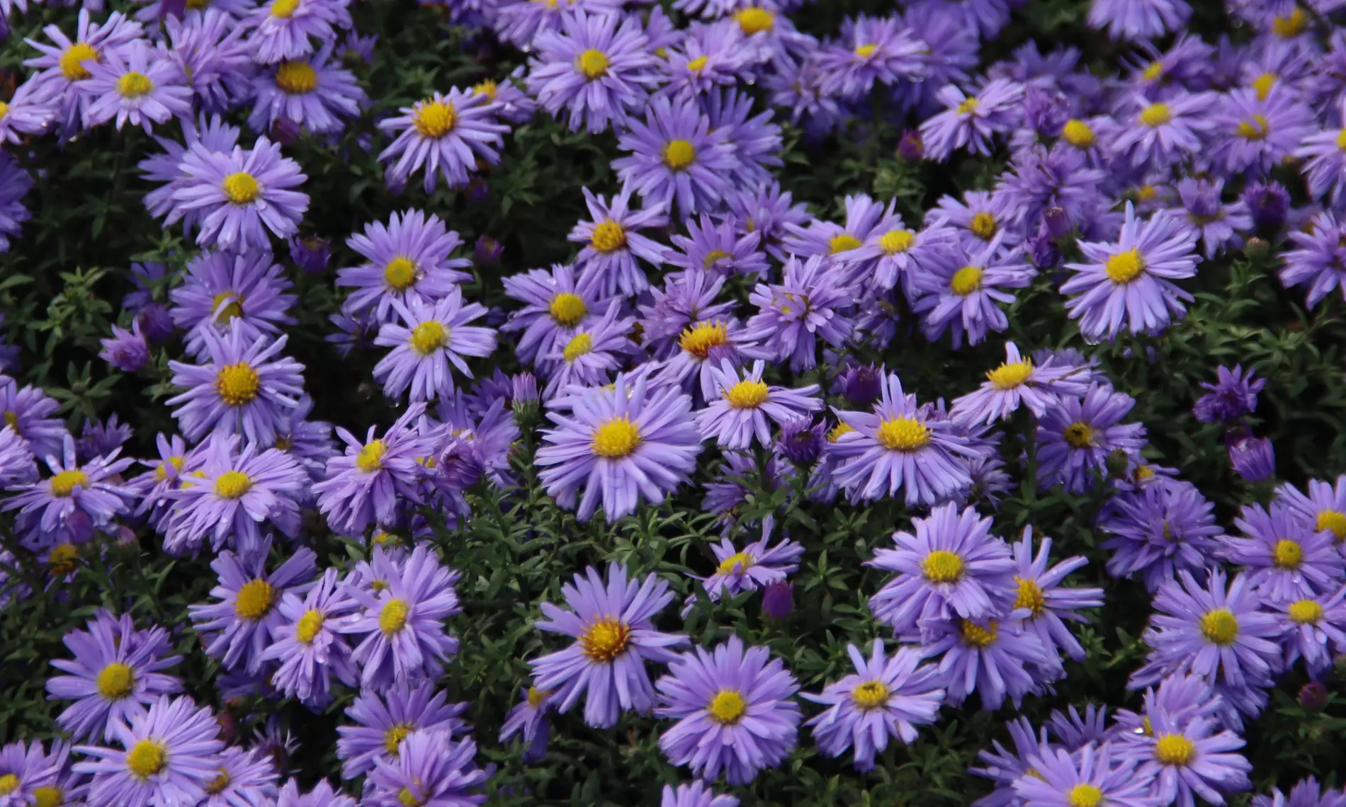 NatureNest 'Yara'-borderpakket