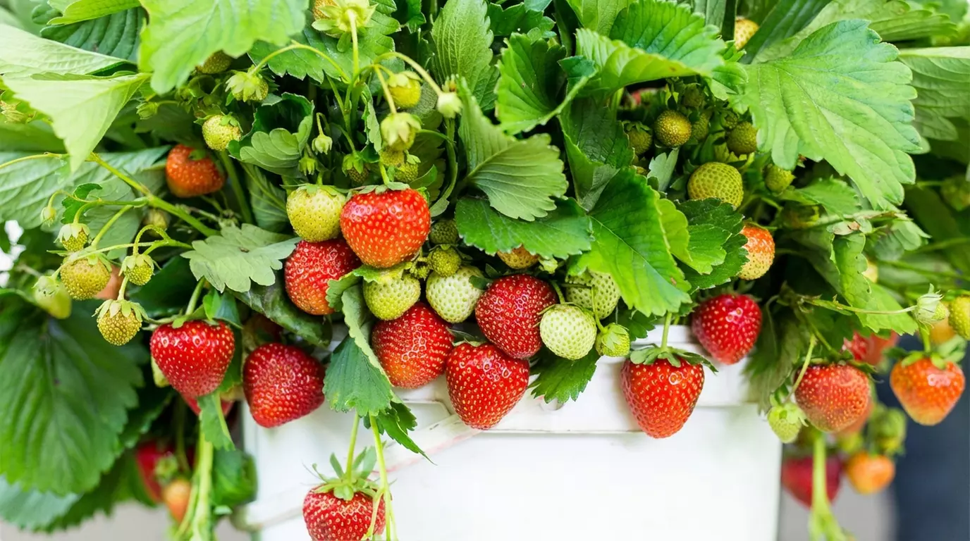 Strawberry All Season Collection - 20 or 40 Plants