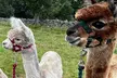 Alpaca Adventure: Meet & Trek a New Fluffy Friend in Bishop Auckland - Image 2