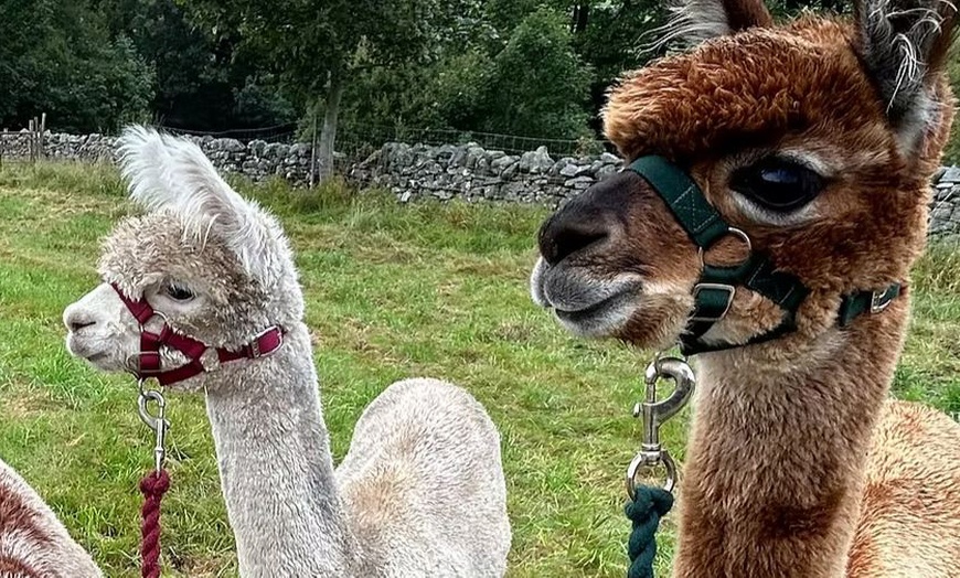 Image 2: Ultimate Alpaca Adventure: Meet & Greet & Trek