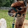 Image 2: Alpaca Adventure: Meet & Trek a New Fluffy Friend in Bishop Auckland