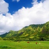 Image 14: ✈ 4-Day Hawaii Vacation with Air from Great Value Vacations