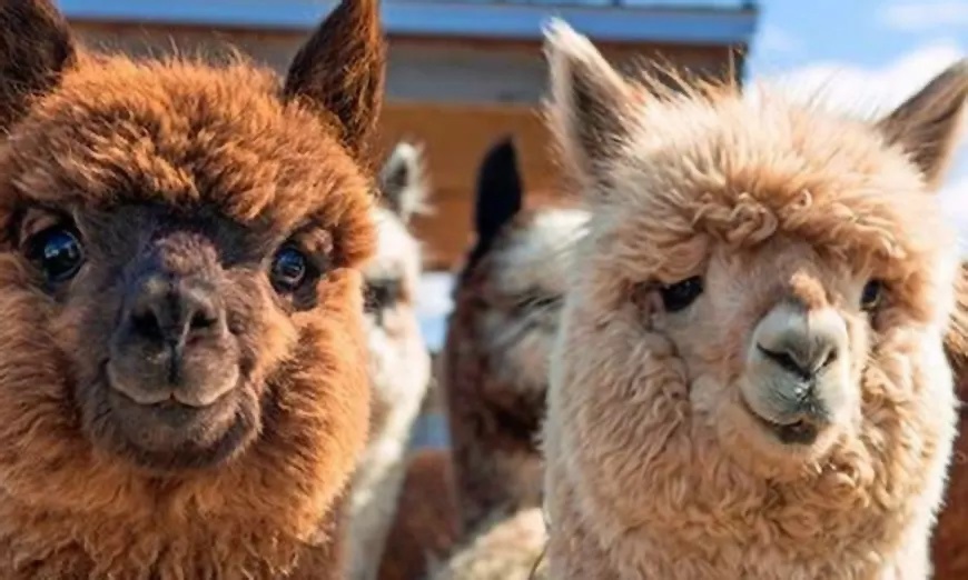 Image 4: Shropshire: 1 or 2 Nights with Alpaca Experience