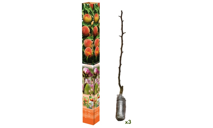 Image 10: Ensemble de 3 arbres fruitiers