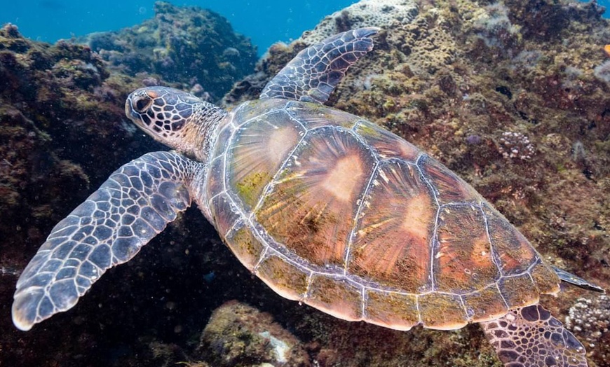 Image 4: One, Two or Three Snorkels, Mask & Wetsuit: All-Day Hire