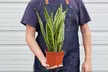 Air Purifying Beauty: The Iconic Snake Plant 'Laurentii' from House Plant Shop with Free Shipping (Up to 15% Off) - Second Medium