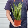Image 2: Snake Plant 'Laurentii' in 3", 4", and 6" Sizes with Free Shipping (Up to 15% Off)