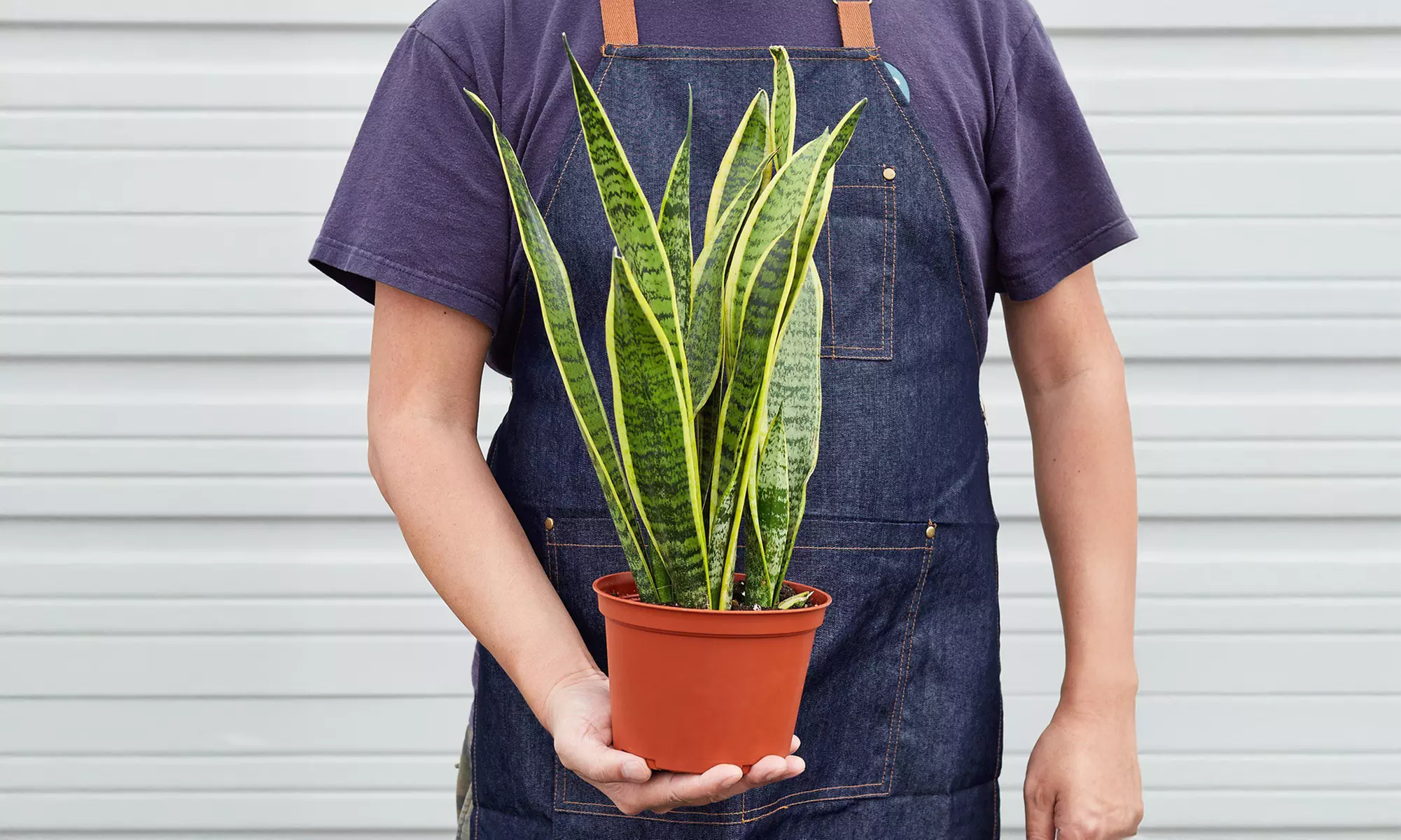 Air Purifying Snake Plant 'Laurentii' from House Plant Shop with Free Shipping (Up to 15% Off)