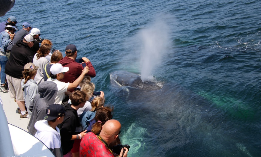 Image 21: Whale Watching Tour | Guaranteed Sightings | Cape Ann 