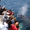 Image 21: Whale Watching Tour | Guaranteed Sightings | Cape Ann 