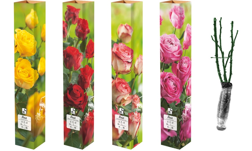 Image 2: Lot de 4 roses à grandes fleurs de la marque 