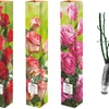 Image 2: Lot de 4 roses à grandes fleurs de la marque 
