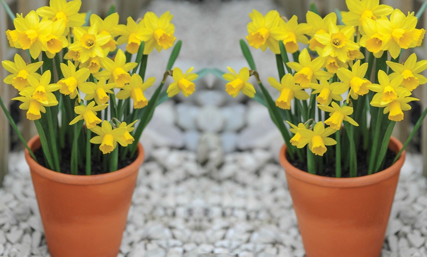 Image 3: Daffodil and Muscari Bulb Plants