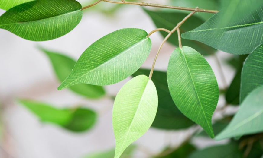 Image 9: Artificial Plants and Trees - Bamboo, Ficus, Olive and Palm