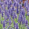 Image 1: Lavender 'Hidcote' - 12 or 24 Plants