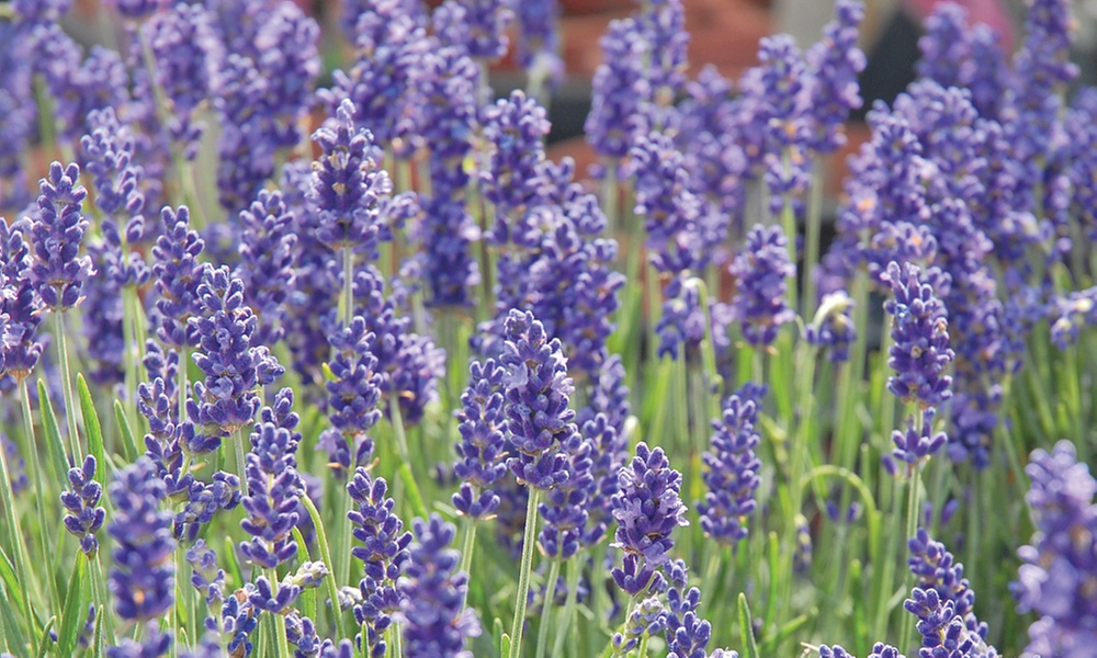 Lavender 'Hidcote' - 12 or 24 Plants