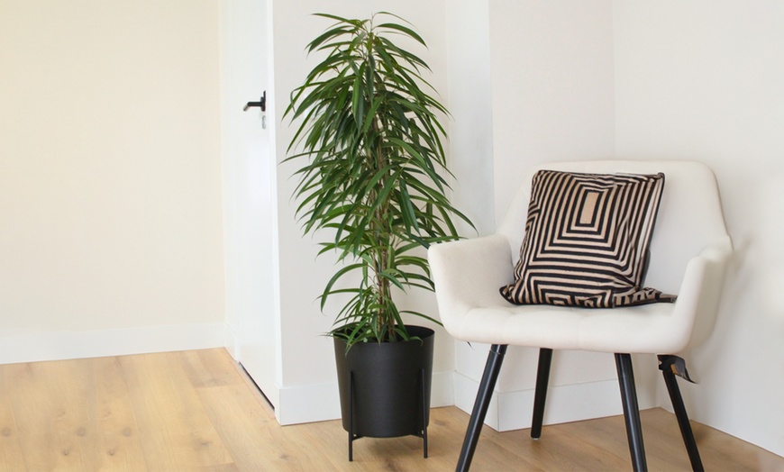 Image 1: Plant de ficus
